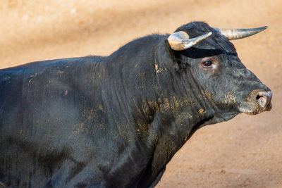 Close-up of cow