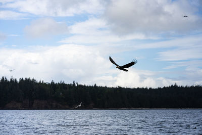 Seagull flying over a lake