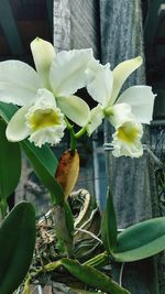 Close-up of white flowering plant