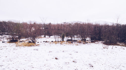 Trees on snow covered field against sky