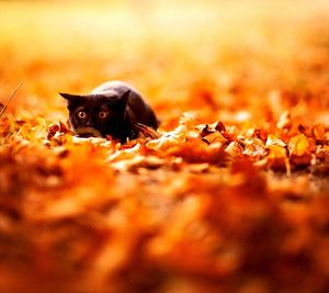 Close-up of black cat during autumn