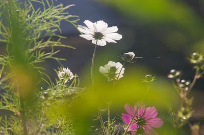 Close-up of white daisy flowers growing outdoors