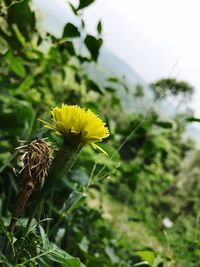 Close-up of yellow flower blooming outdoors