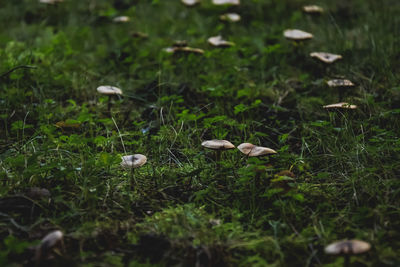 View of bird on field