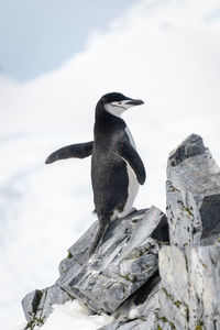 Chinstrap penguin perched on rock facing right