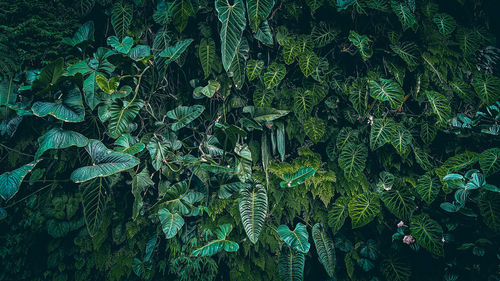 High angle view of trees in forest