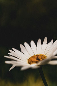 Close-up of white daisy flower