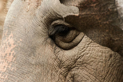 Close-up of elephant