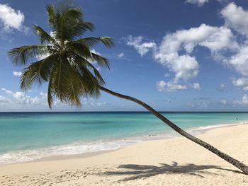Scenic view of sea against blue sky with classic hanging palm tree in barbados