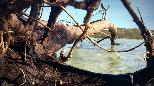 View of a tree in water