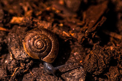 Close-up of snail