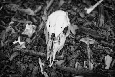 High angle view of animal skull