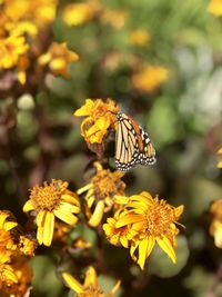 Butterfly in the garden