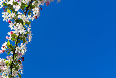 Low angle view of flower tree against clear blue sky