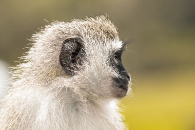 Close-up of an animal