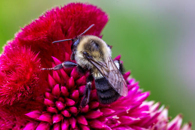 Close-up of bee on pink flower