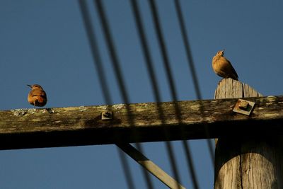 Low angle view of bird perching on wood against sky