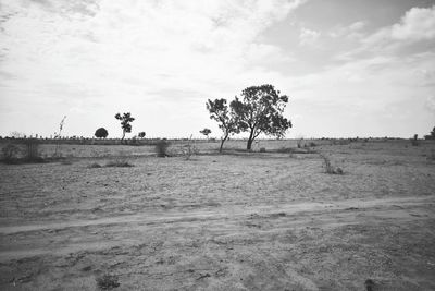 Trees on field against sky