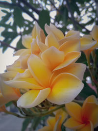 Close-up of yellow flowering plant