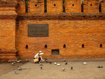 View of birds on wall