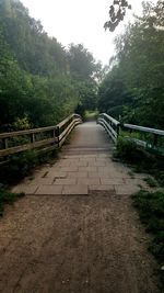 Narrow walkway along trees