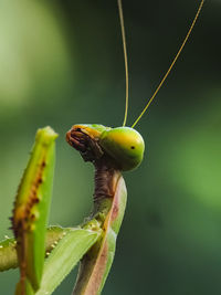 Close-up of insect on leaf