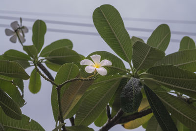 Close-up of white flowering plant