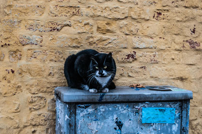 Close-up of cat on wall