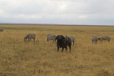 Horses in a field