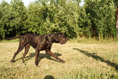 View of horse running on field