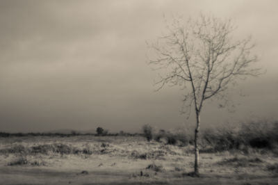 Bare trees on field