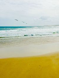 Birds flying over beach