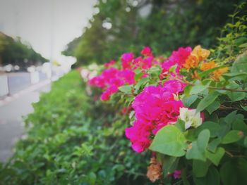 Close-up of pink bougainvillea blooming outdoors