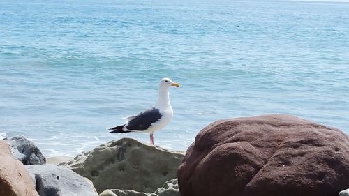 View of birds in water