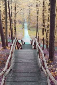 Scenic view of forest