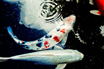 High angle view of fish swimming in water