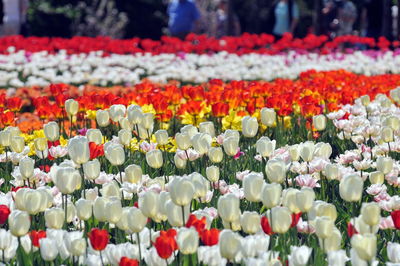 Close-up of multi colored tulips