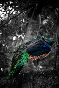 Peacock on tree