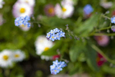 Flowering Plant