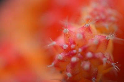 Close-up of red flower