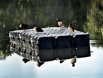 Surface level of ducks floating on water