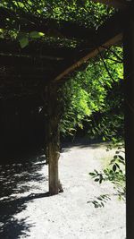 Trees growing in forest