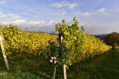 Scenic view of flowering plants on field against sky