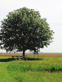 Tree on field against clear sky