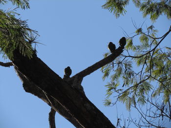 Low angle view of eagle perching on tree against sky