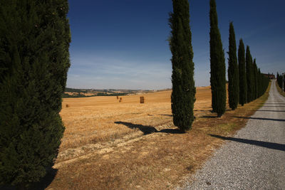 Trees on field against sky