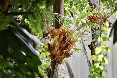 Low angle view of flowering plants on tree