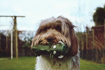 Close-up of dog on field against sky