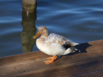 Close-up of seagull perching on wood