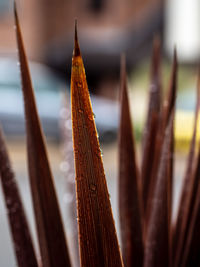 Close-up of plant against blurred background